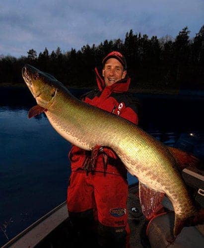 The Biggest Musky in North America are Biting Right Now!