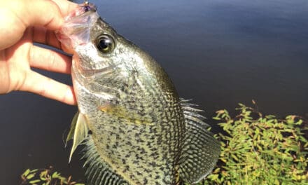 Spring Fishing: Stability, Warming Water and Food