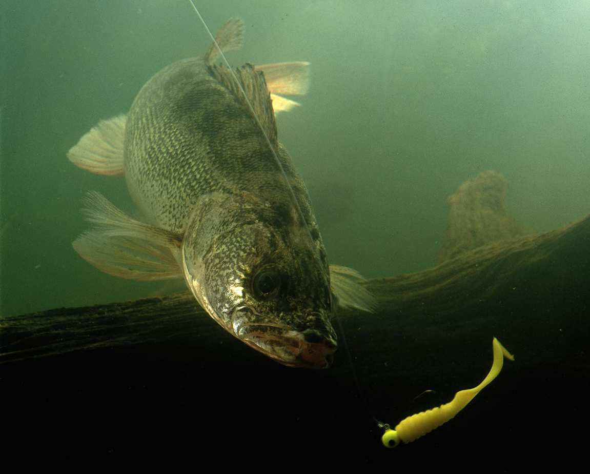 Ask the Pros: Early Season River Walleyes