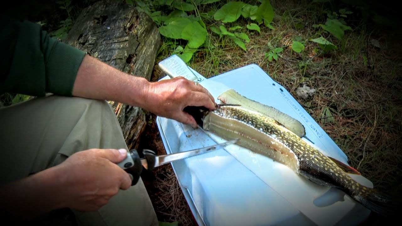 Northern Pike Y-Bone Removal — Made Easy!