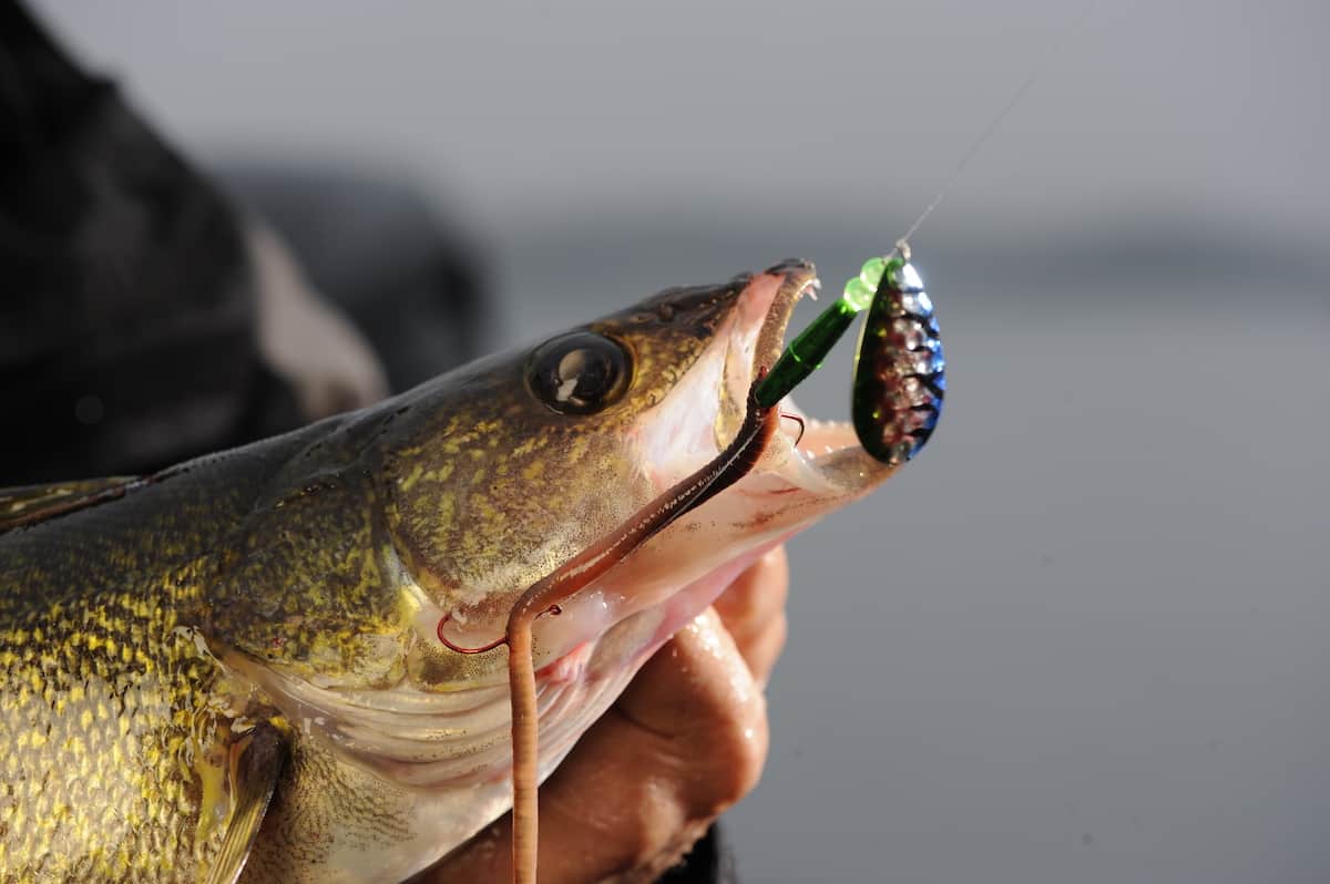PROS Go-To Technique for Summer Walleyes?