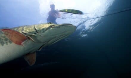 What’s Your Favorite Tactic for Summer Muskies?