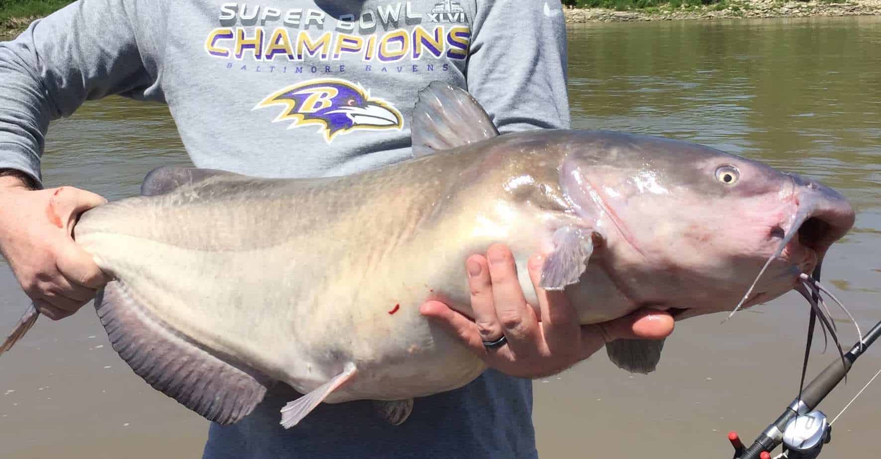 RED RIVER CATFISH