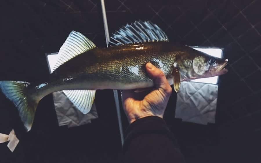 Northern Wisconsin Fishing Report 2-8-18