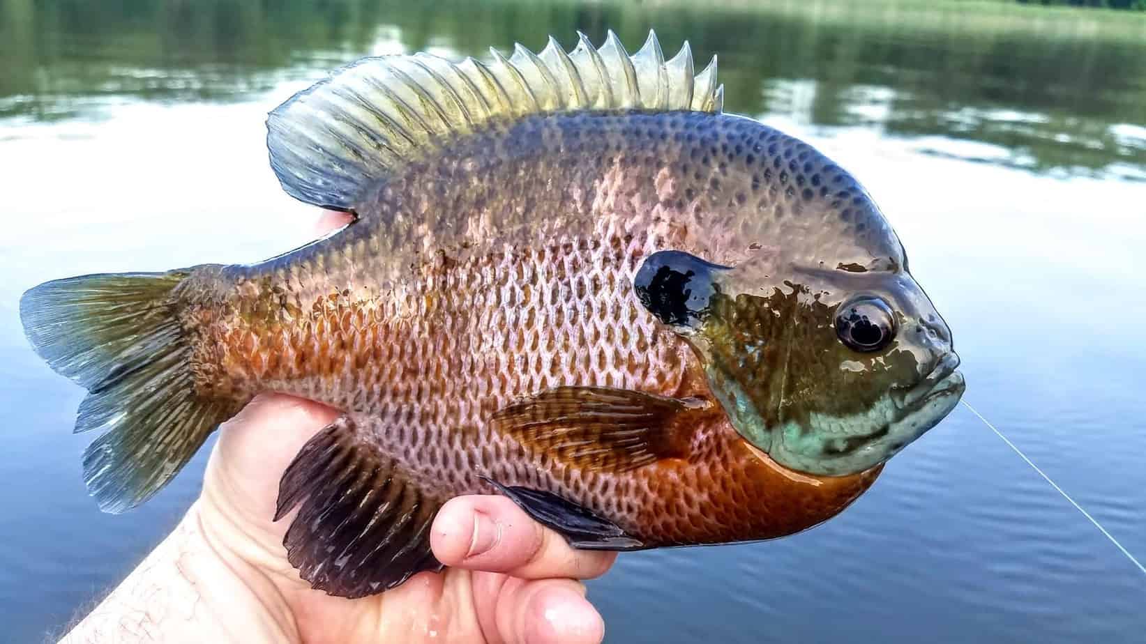 Bluegill Fishing 101: EVERYTHING You Need to Know!