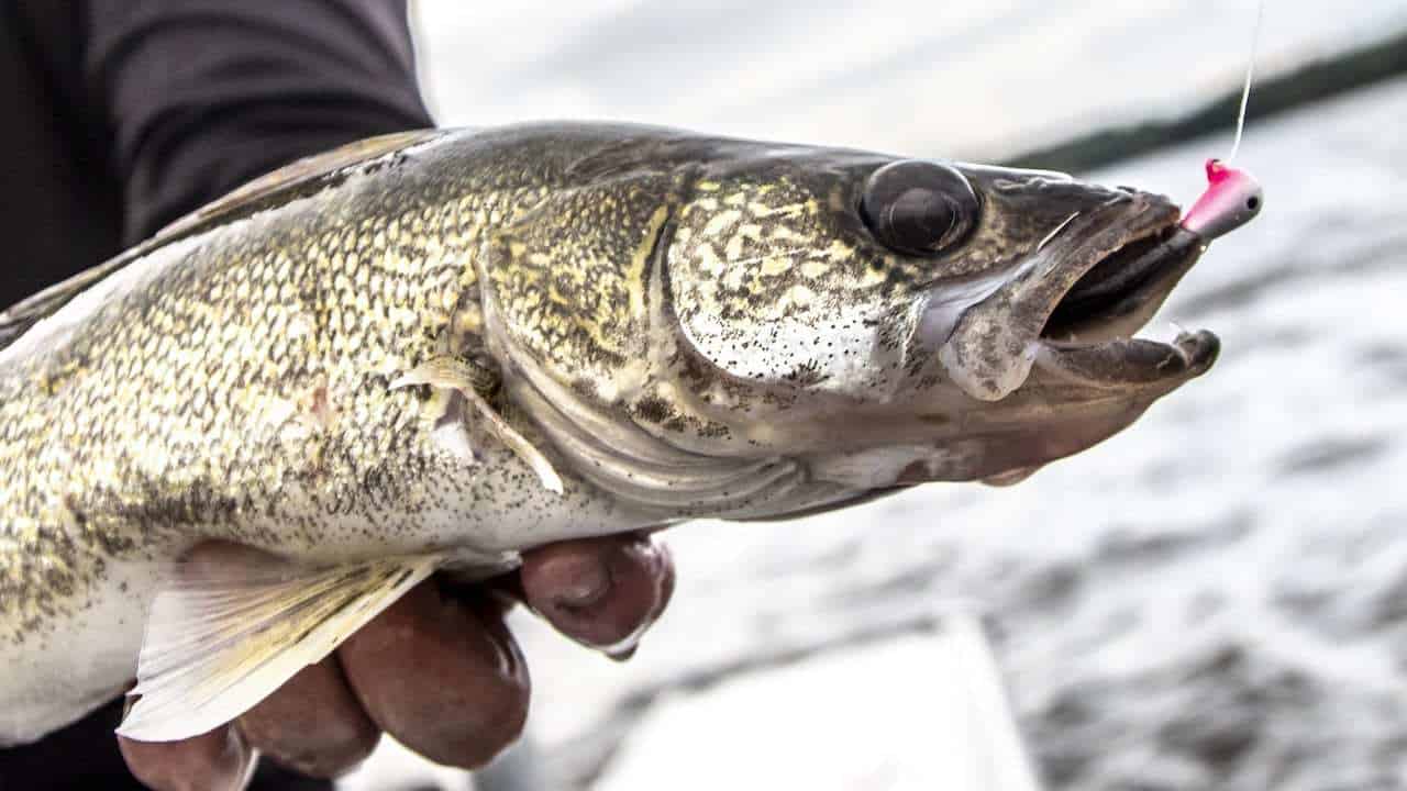 Simple Strategies for Catching Walleye on “Bad” Lakes