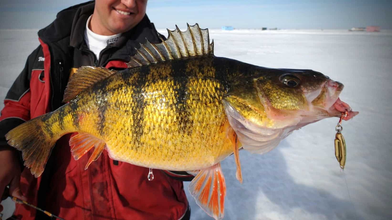 Perch Fishing Masters: Tips and Tricks