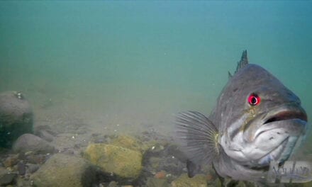Smallmouth Bass Spawning Courtship During Spring