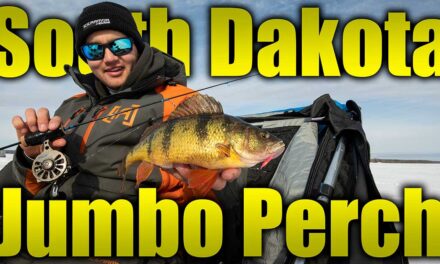 Jumbo Perch in South Dakota