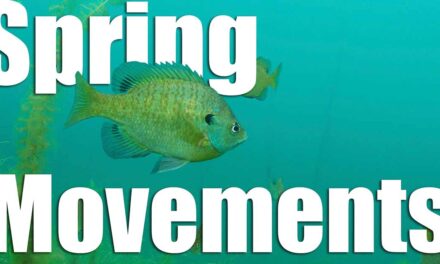 Spring Fish Movements: Walleye, Pike, Bass & Panfish