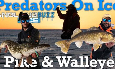 Predators on Ice: Pike and Walleye!