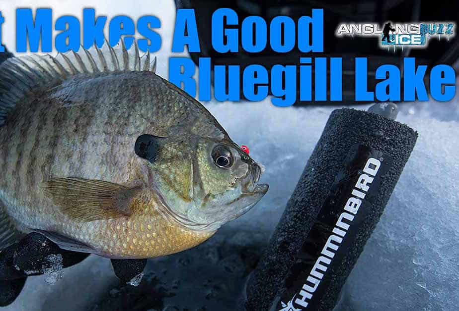 What Makes a Good Bluegill Lake
