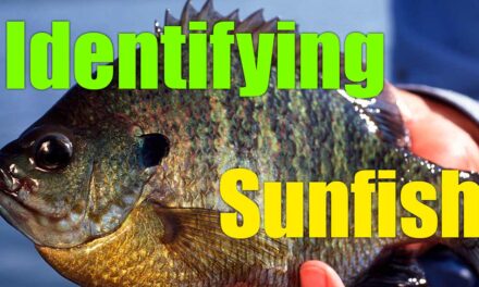 Identifying Sunfish