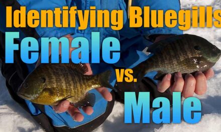 Identifying Bluegills: Male vs. Female