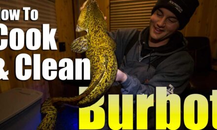 Cooking and Cleaning Burbot