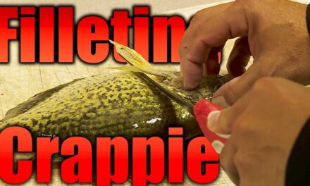Filleting Crappies